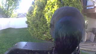 mallard