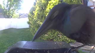 american crow