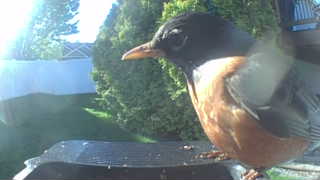 american robin
