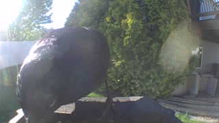Unidentified clip