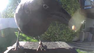 western jackdaw