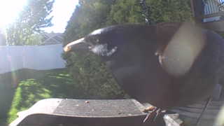 european starling