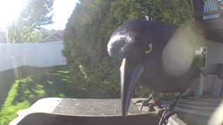 american crow