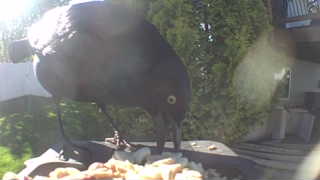 eurasian jackdaw