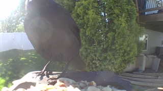 american crow