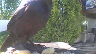 common raven