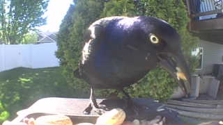 common grackle