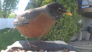 american robin