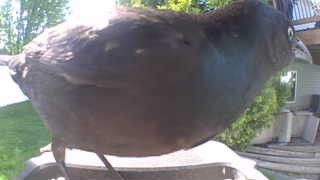 common grackle