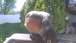 american robin