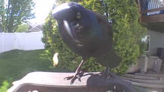 common grackle