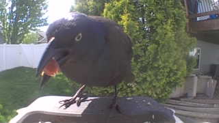 american crow