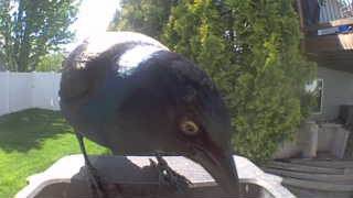 common grackle