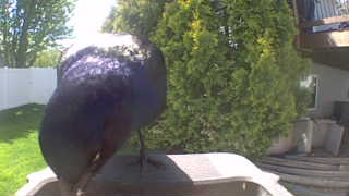 american crow