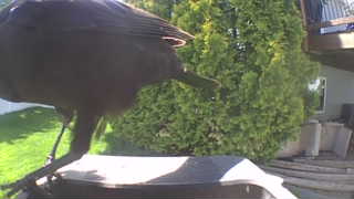 american crow
