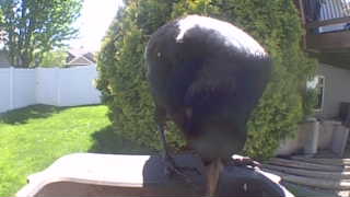 american crow