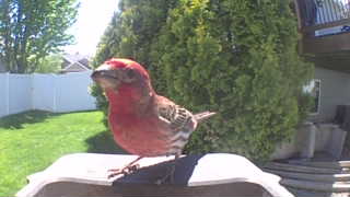 purple finch