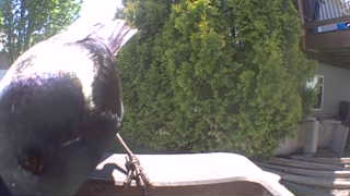 american crow
