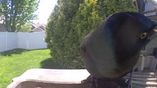 common grackle
