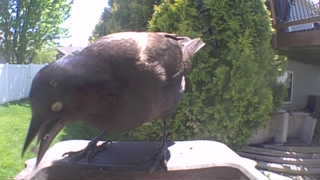 common grackle