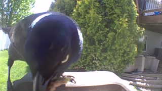 mallard