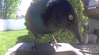 common grackle