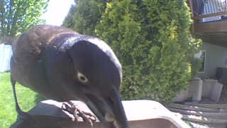 common grackle