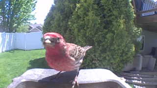 house finch