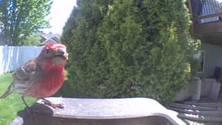 house finch