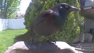 common grackle