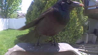 common grackle