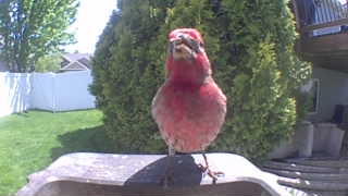 purple finch