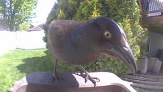 common grackle