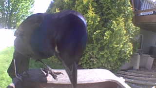 common grackle
