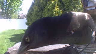 common grackle