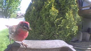 house finch