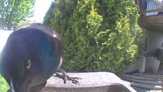 common grackle