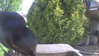 common grackle