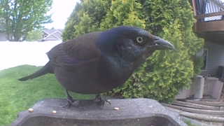 common grackle