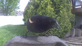 red-winged blackbird
