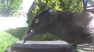 american crow