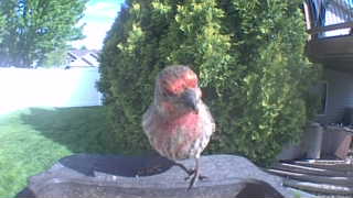house finch