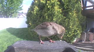 house sparrow
