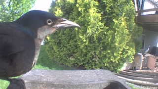 common grackle