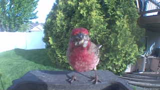 house finch