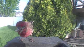 house finch