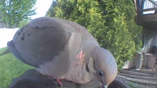 mourning dove