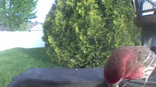 house finch