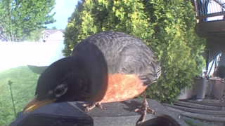 american robin