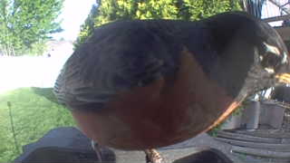 american robin